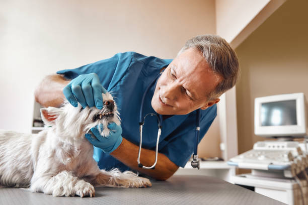  Purcellville, VA Emergency Dentist Pros